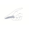 Ingrown Nail Nippers - צבת לציפורן חודרנית עם קצוות דקים, להב 15 מ"מ