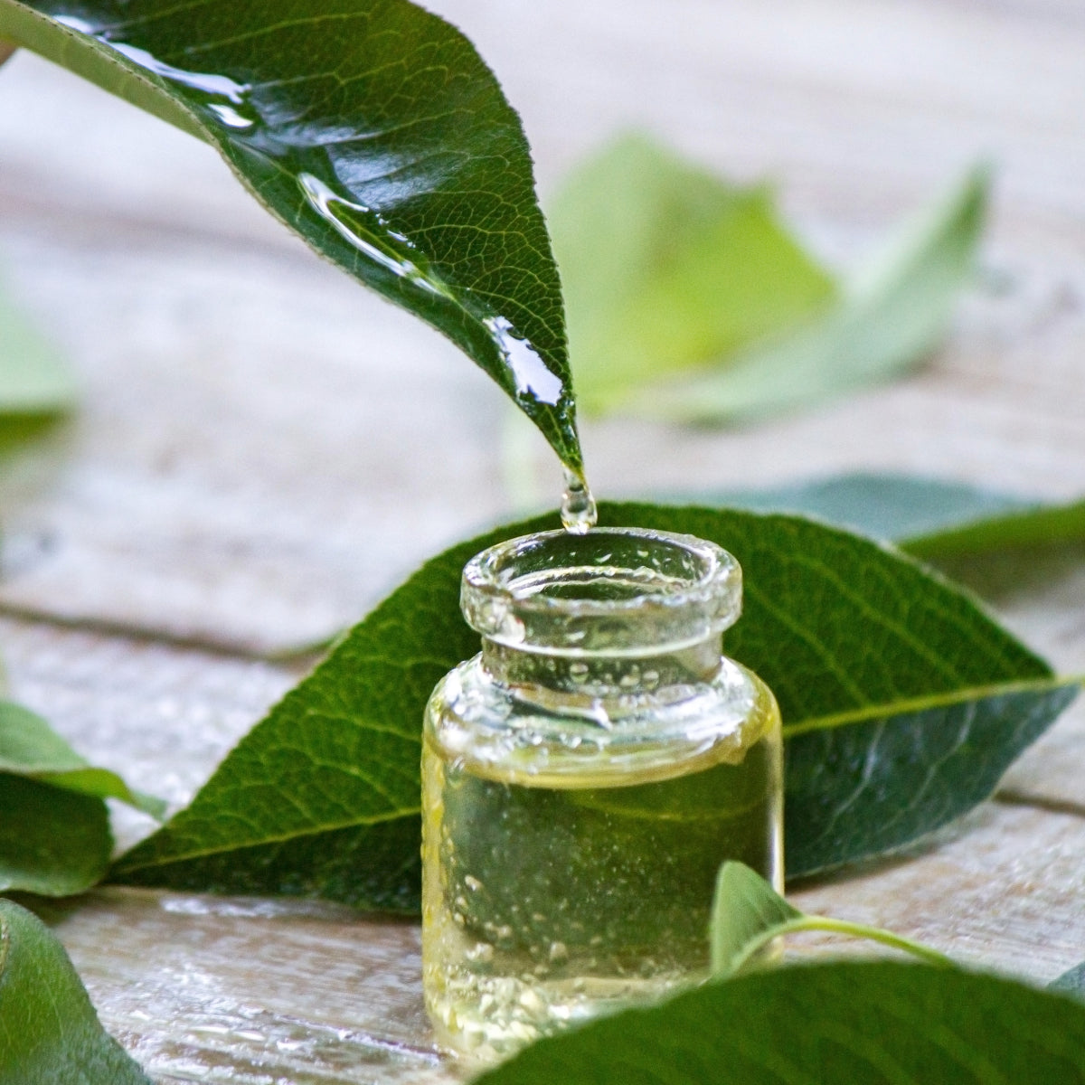 Tea tree peeling   - פילינג עץ התה